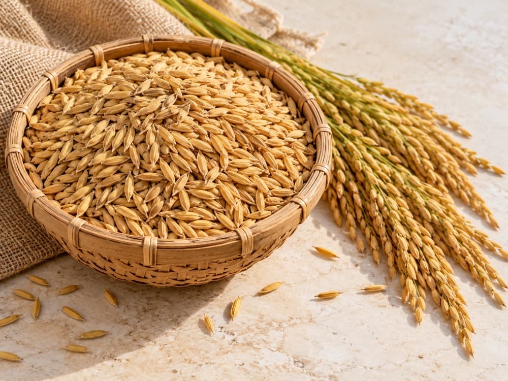 Golden unhusked paddy grains in a woven basket beside ripe rice panicles